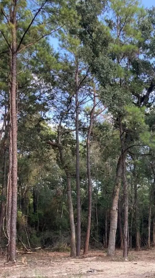 00 Deerwood Drive, Hempstead, TX 77445 - Image #2