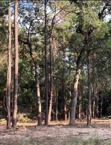 00 Deerwood Drive, Hempstead, TX 77445 - Image #3