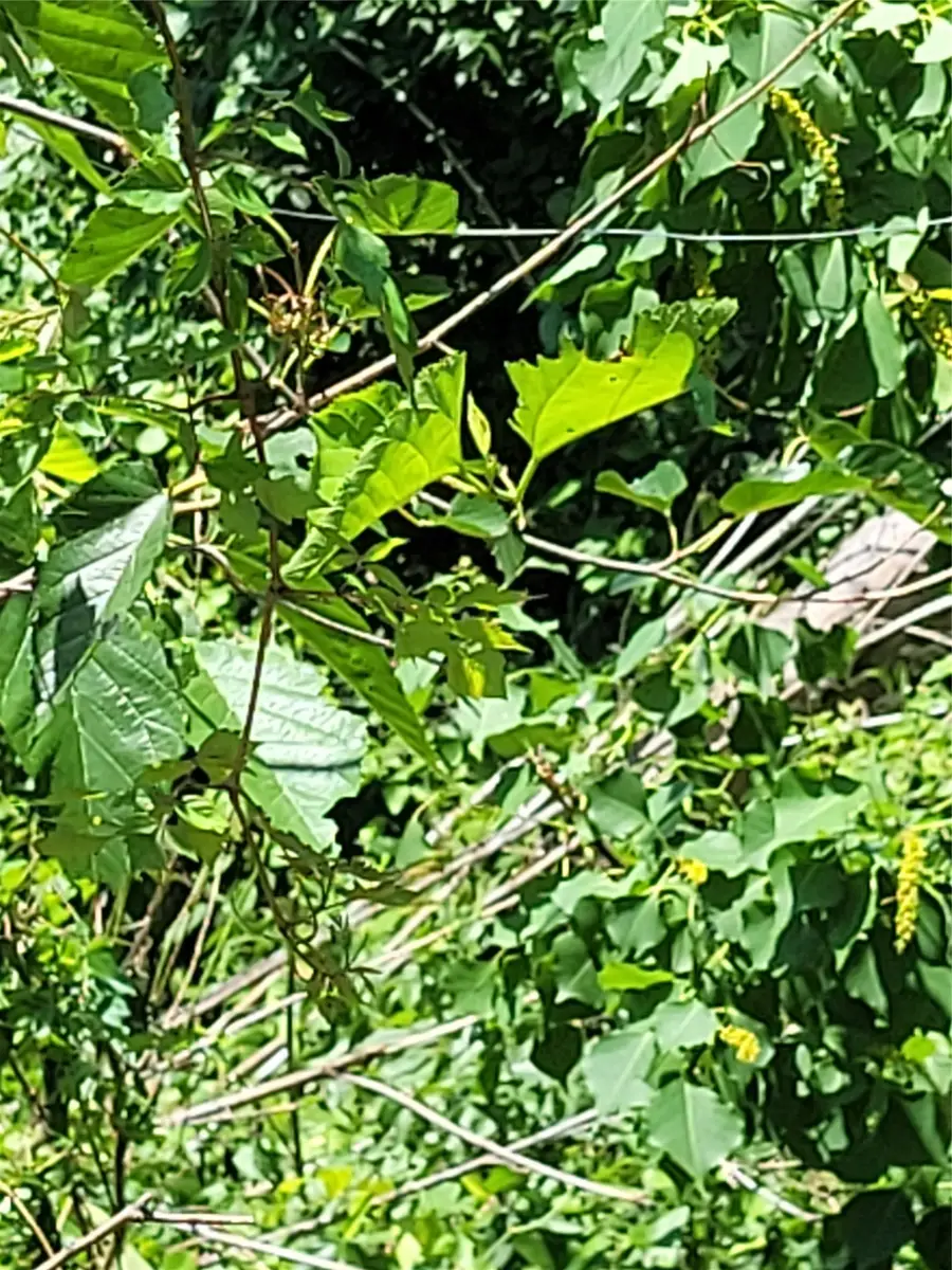 Lots 23-25 Cargill Street, Houston, TX 77029 - #2