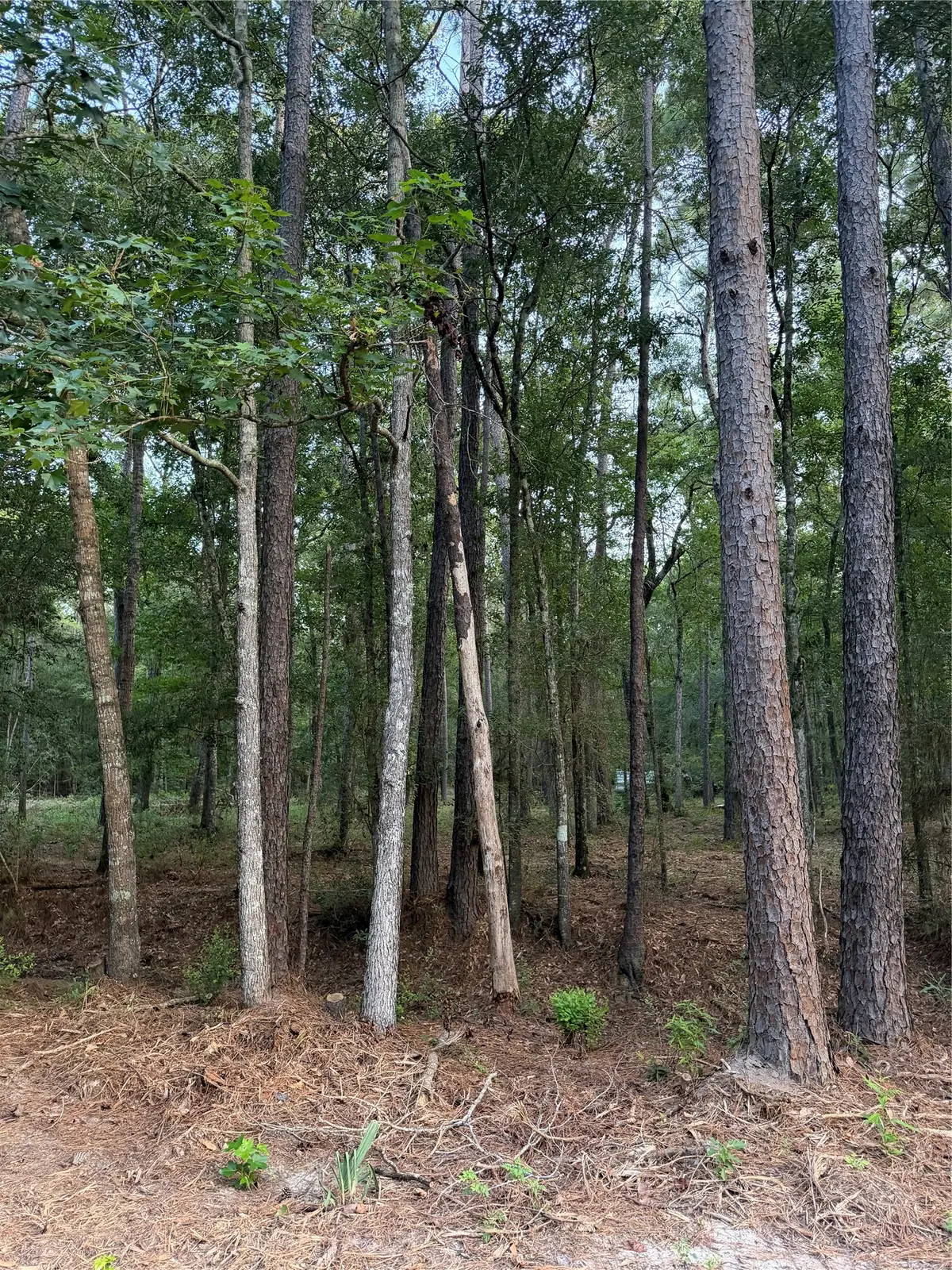 43 Sims Oak Road, Splendora, TX 77372 - #1