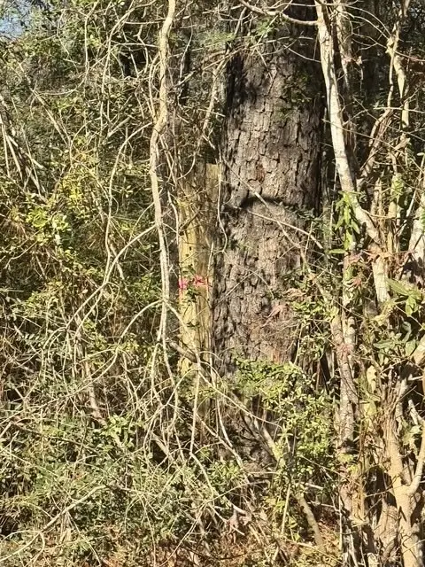 TBD Lee Turner Road, Cleveland, TX 77328 - Image #3