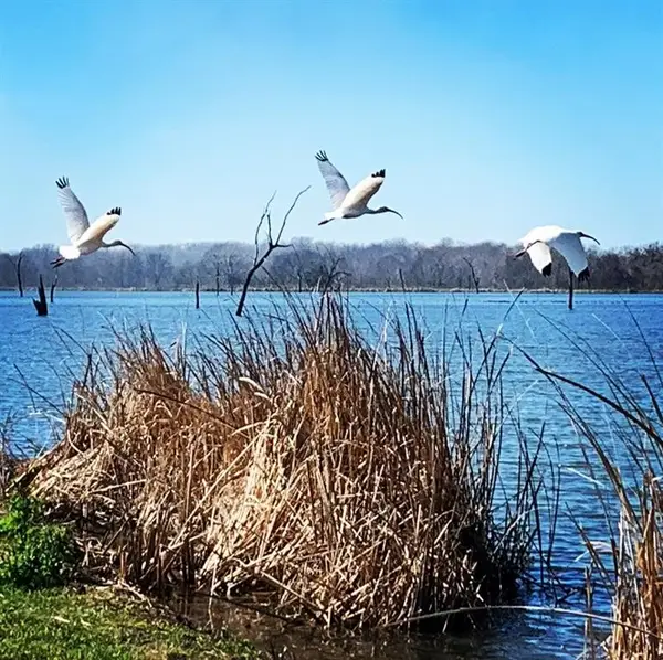 484 Conestoga Trail, Angleton, TX 77515