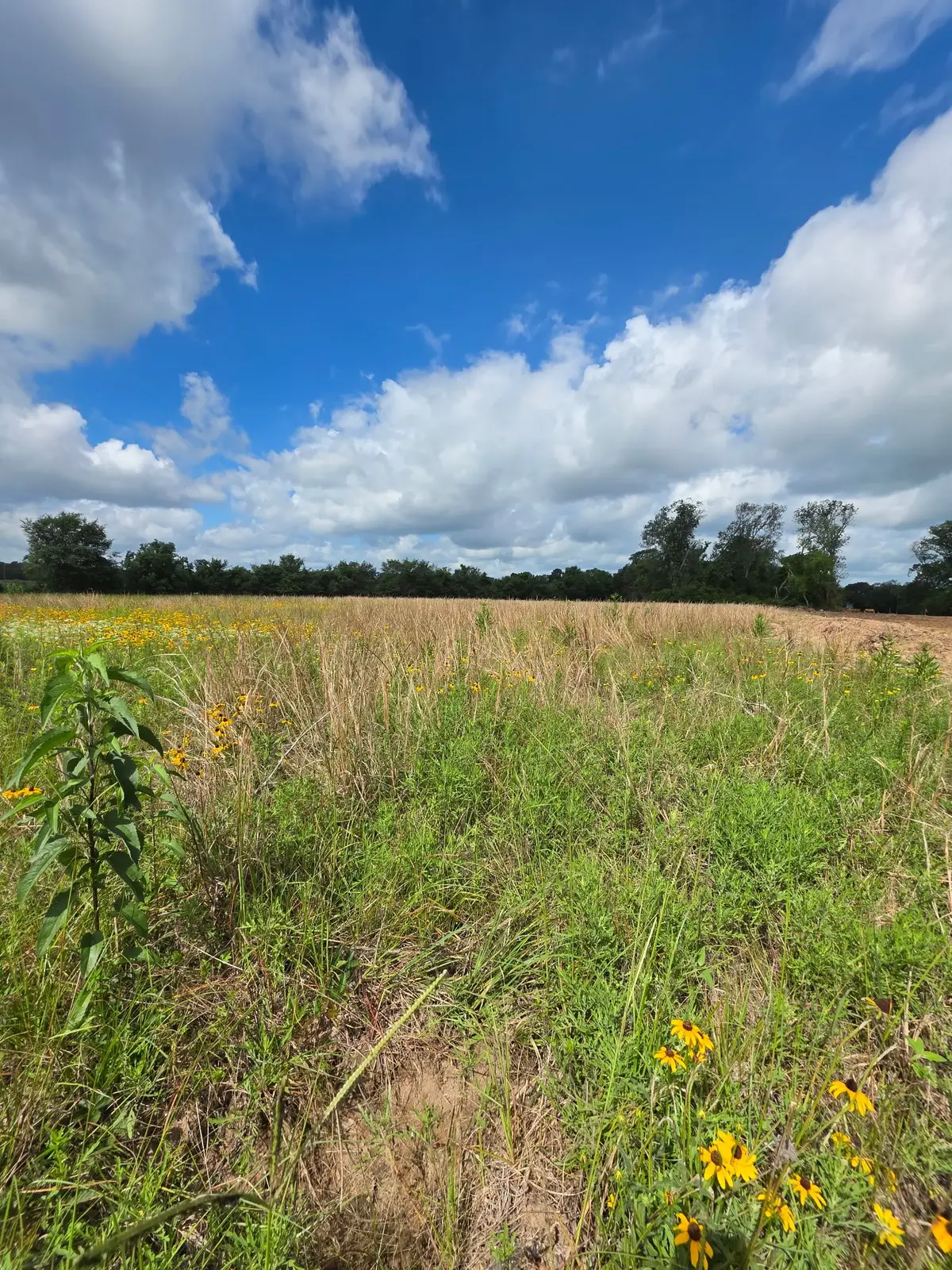 TBD LOT 3 County Road 201, Plantersville, TX 77363 - #1