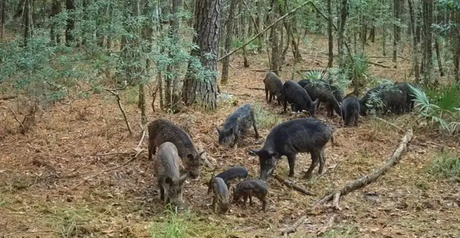 0 Hortman Lane, Saratoga, TX 77585 - #3