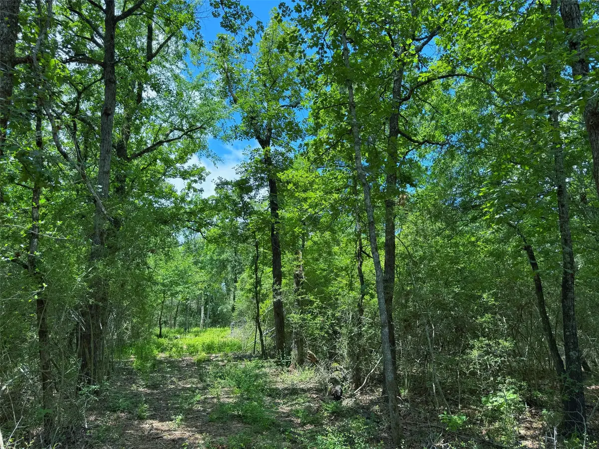 TBD Cr 295, Oakwood, TX 75855 - #1