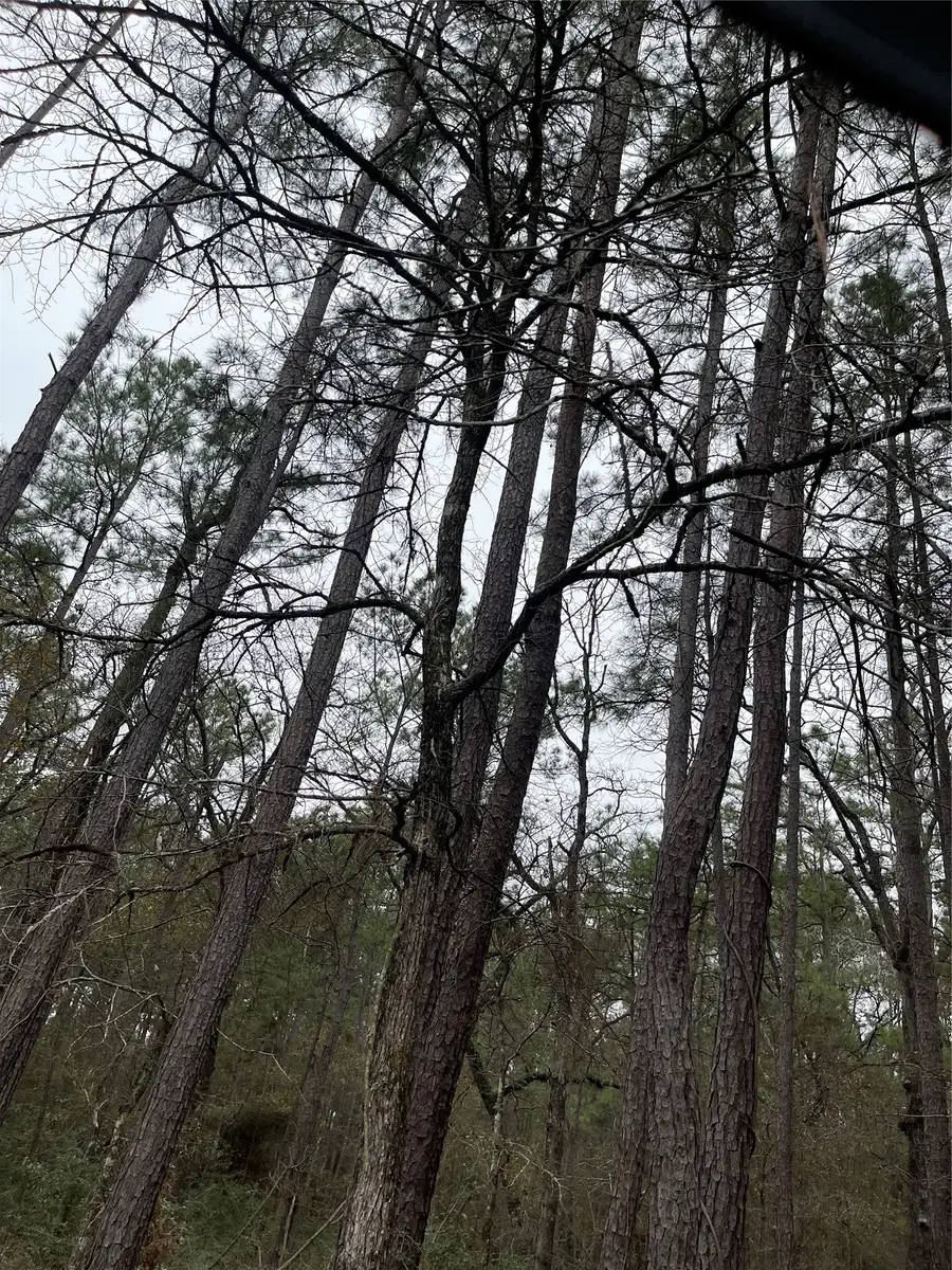 lot 19 Hackberry Drive, Plantersville, TX 77363 - #3