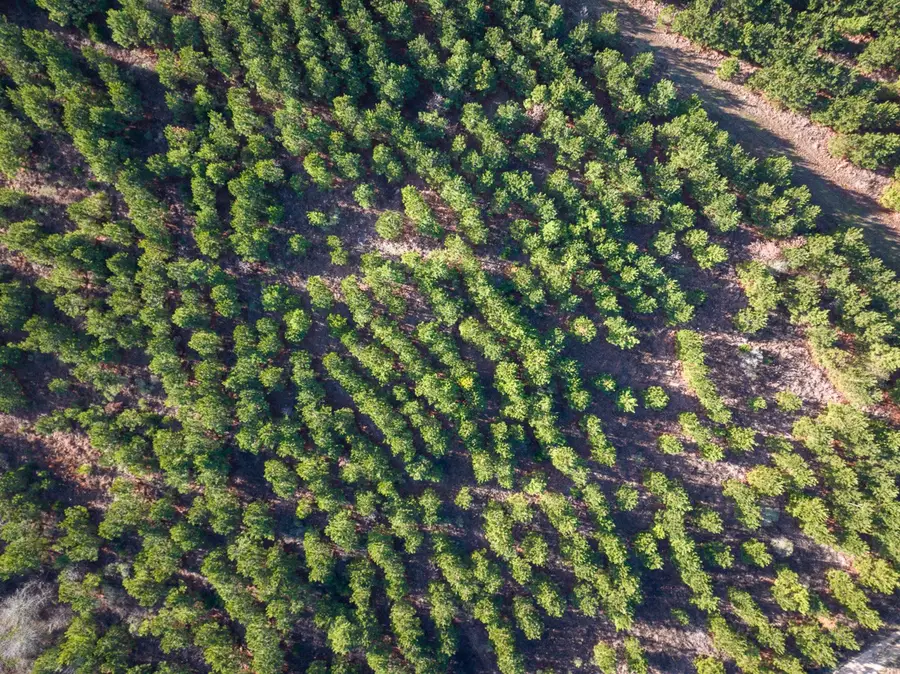 T-1 County Road 4245, De Kalb, TX 75559 - Image #3