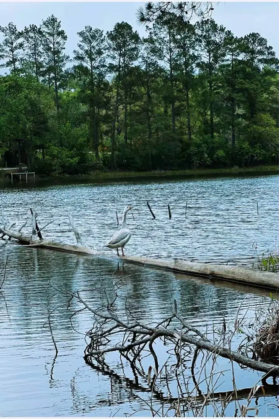 15689 Aspen Dr Drive, Montgomery, TX 77356 - #3