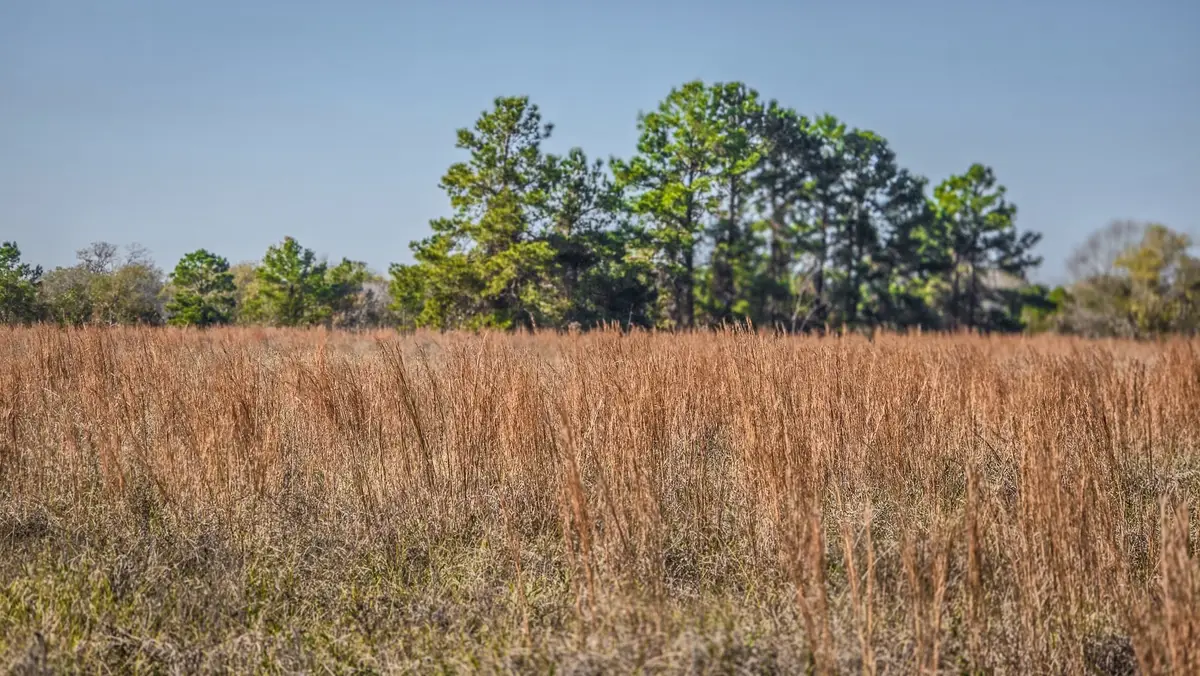 TBD (LOT 1) Podraza Road, New Waverly, TX 77358 - #1