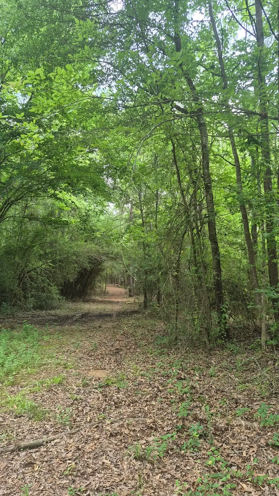 2016 County Road 1865 North, Grapeland, TX 75844 - #3