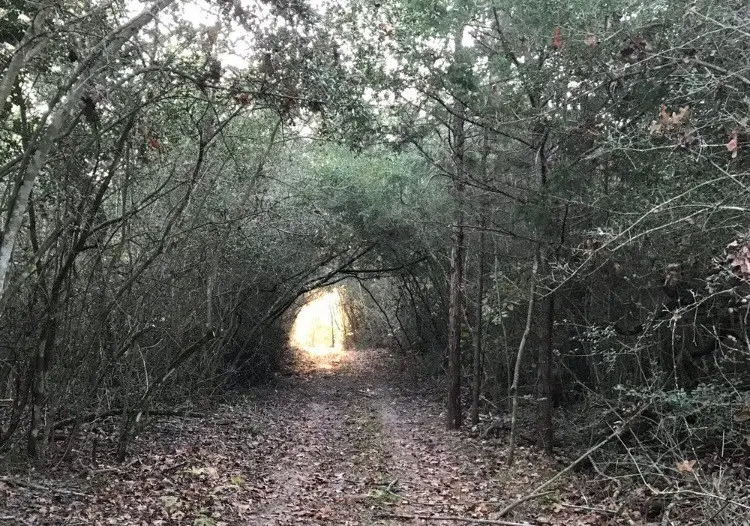 1803 Doe Run Drive, Waelder, TX 78959 - #2