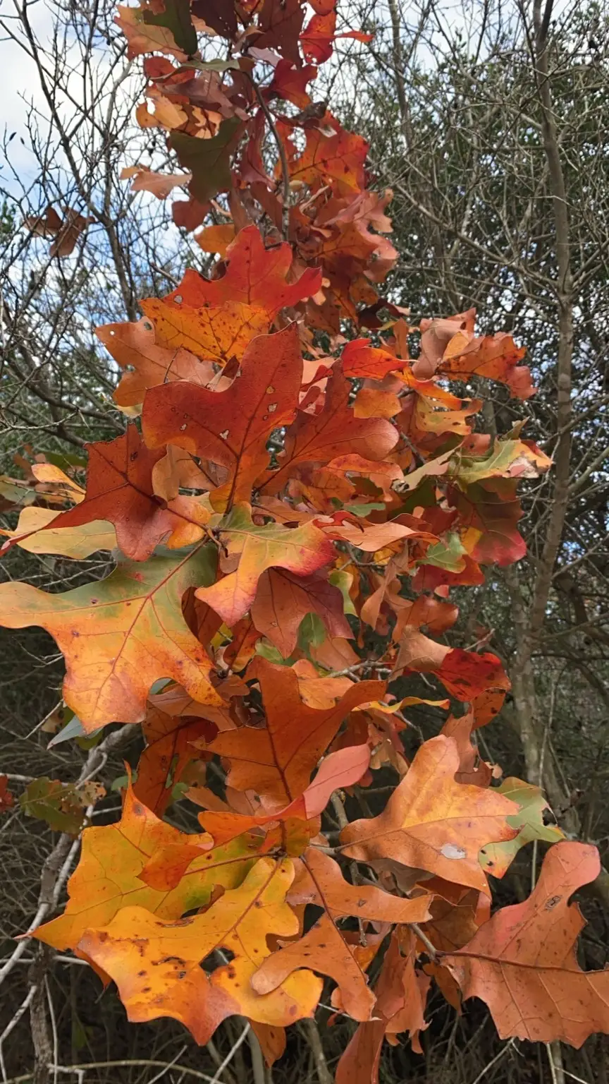 1803 Doe Run Drive, Waelder, TX 78959 - #3