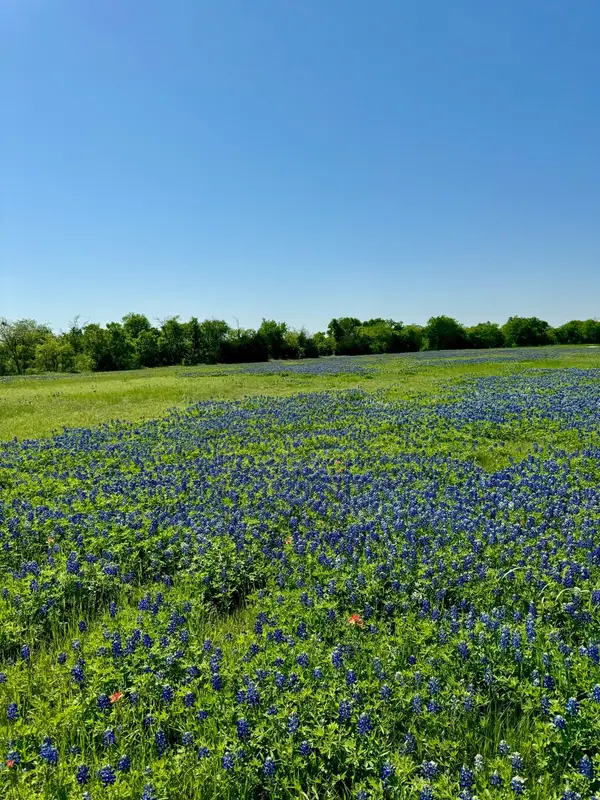 5.01 ACRES Fm-308, Penelope, TX 76676