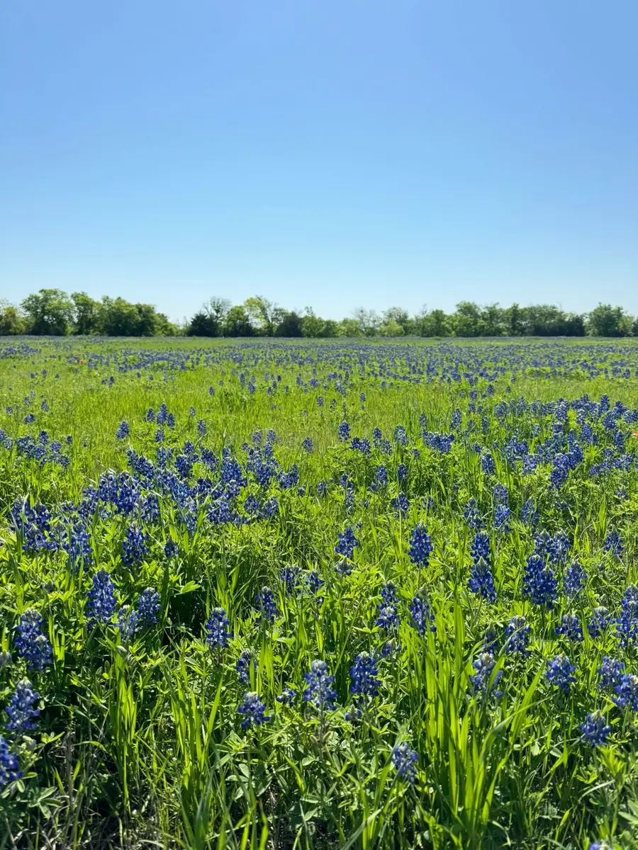 5.01 ACRES Fm-308, Penelope, TX 76676 - #3