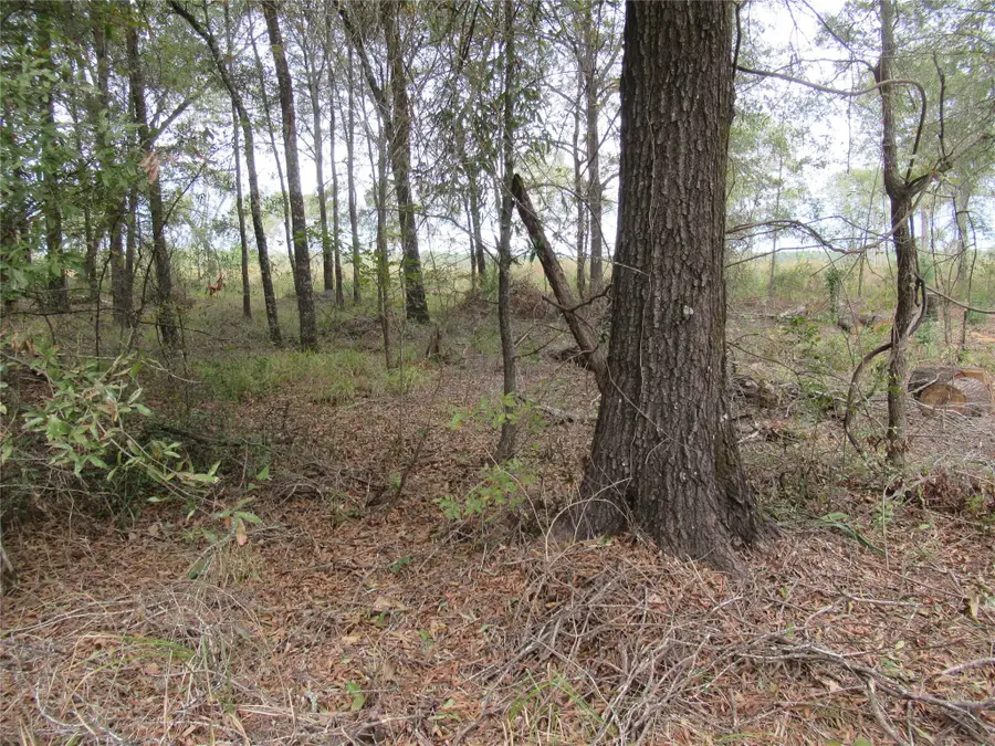 TBD Vine Arbor, Livingston, TX 77351 - Image #3