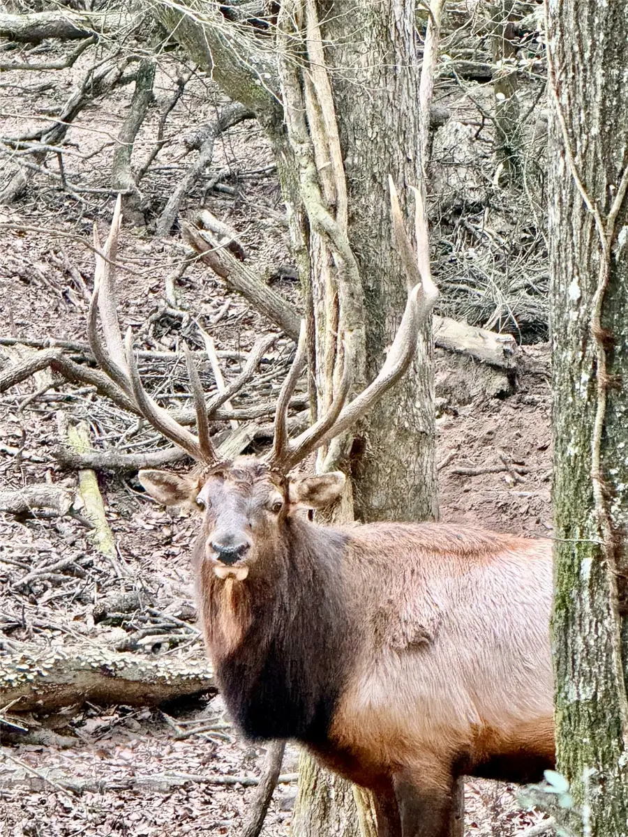 218 Fcr 1055, Wortham, TX 76693 - Image #3