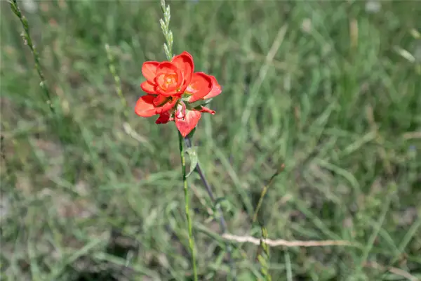 22165 County Road 1199, Bullard, TX 75757