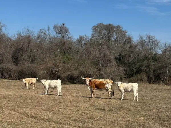 0 West, Navasota, TX 77868