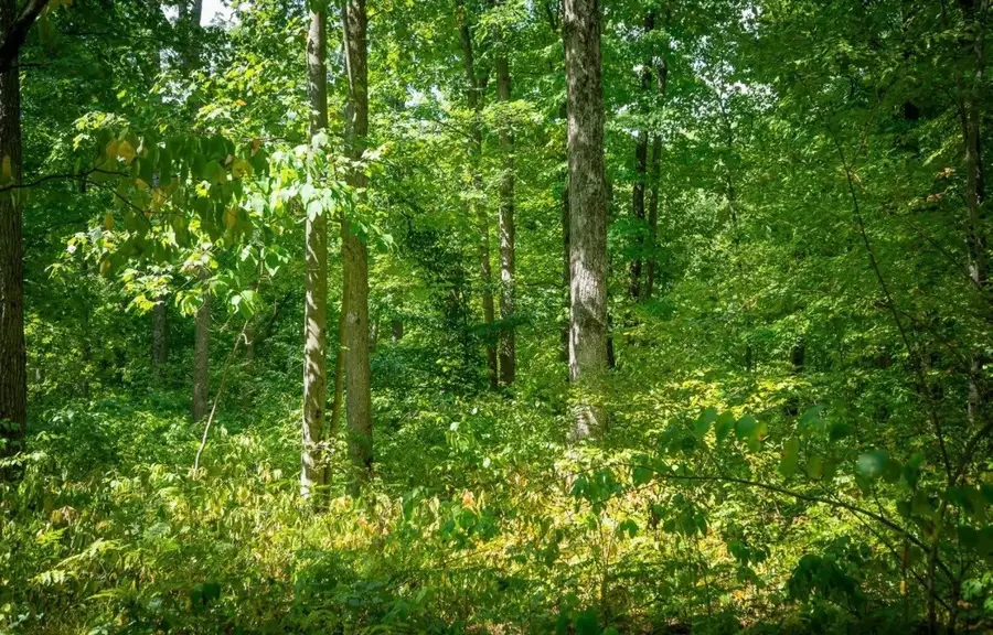 1 Fm 1003, Kountze, TX 77625 - Image #3