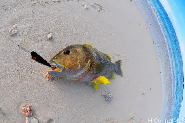 61-1121 Kaukonahua Road #5, Waialua, HI 96791 - #3