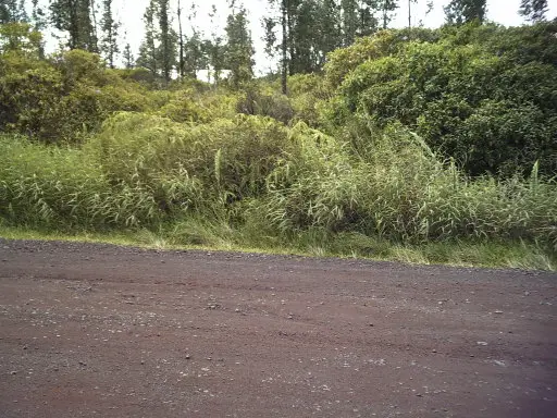 Silversword Ct, Kurtistown, HI 96760