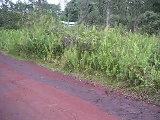 King Kamehameha Blvd, Kurtistown, HI 96760