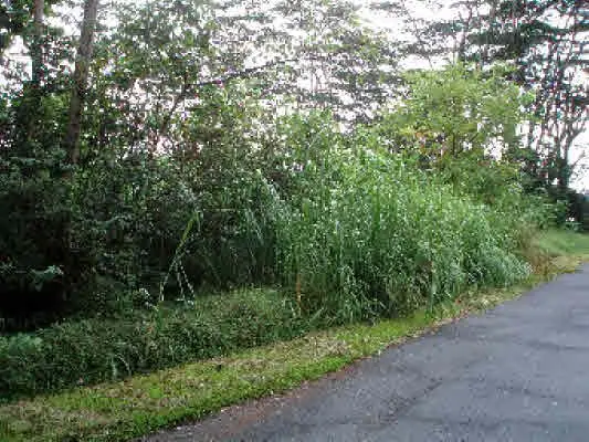 Honu St, Pahoa, HI 96778