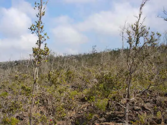 Island Blvd, Ocean View, HI 96737 - Image #1