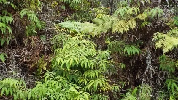 Anuhea St, Volcano, HI 96785 - #1