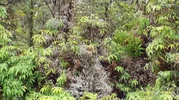 Anuhea St, Volcano, HI 96785 - #2