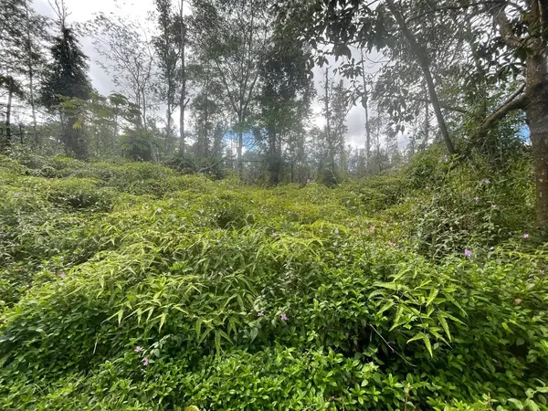 Seadrift Rd, Pahoa, HI 96778