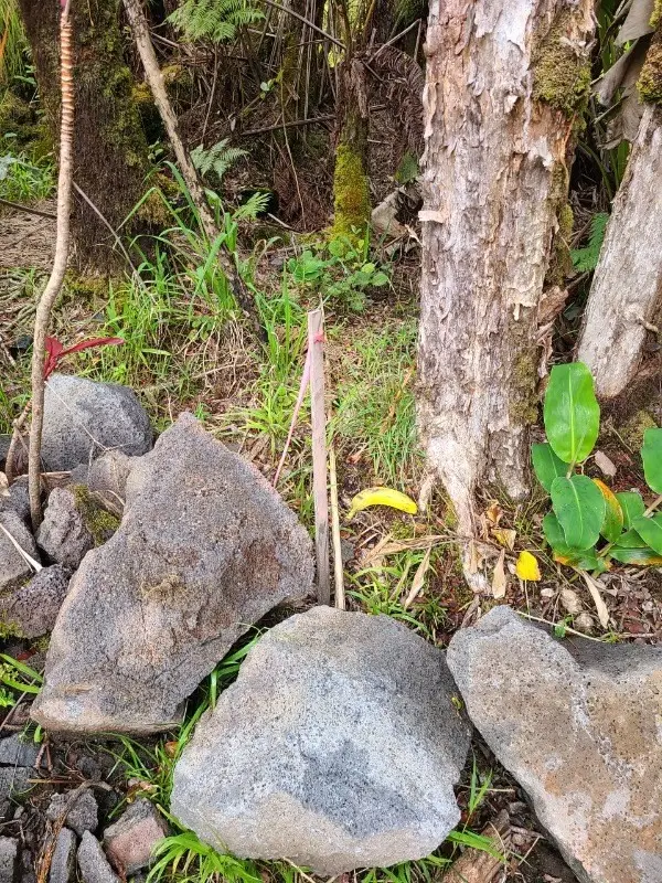 Omaomao Rd, Volcano, HI 96785 - Image #3