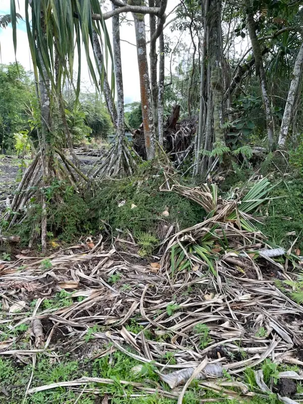 Ono St, Pahoa, HI 96778 - #1