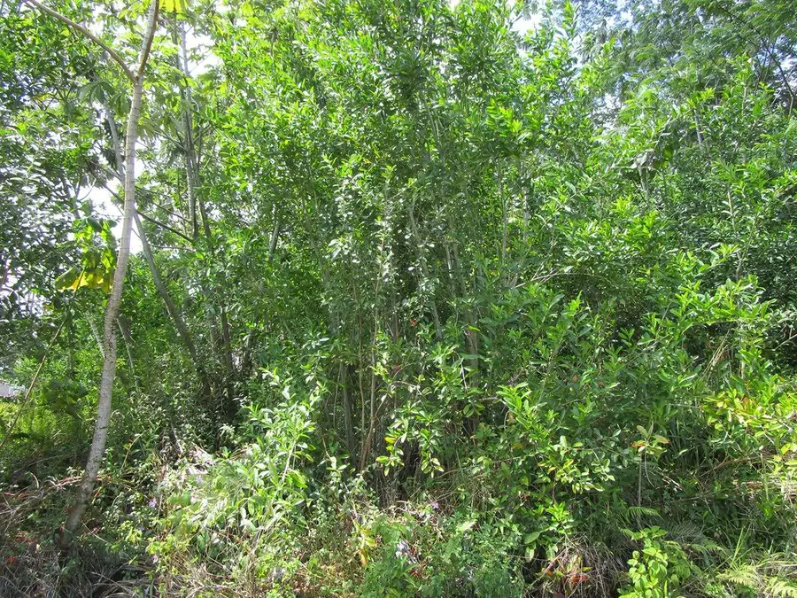 Awa St, Pahoa, HI 96778 - Image #2