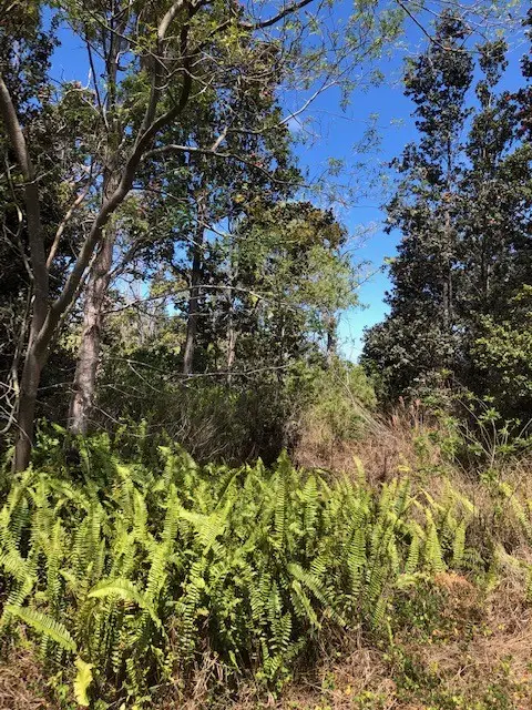 Bamboo Ln, Ocean View, HI 96737