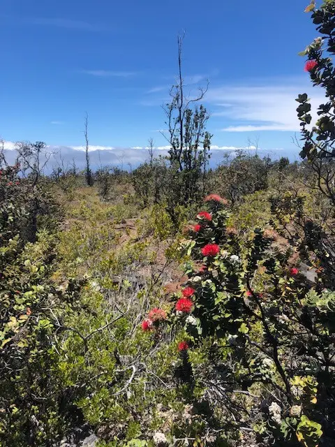 Pineapple Pkwy, Ocean View, HI 96737 - #1