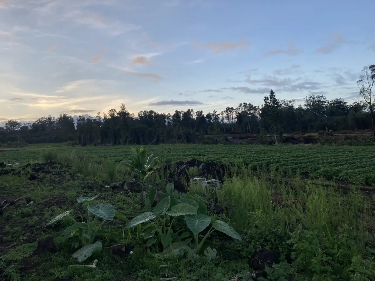 18-1585 Volcano Rd, Volcano, HI 96785 - #1