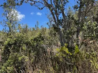 Tiki Ln, Ocean View, HI 96737 - Image #2