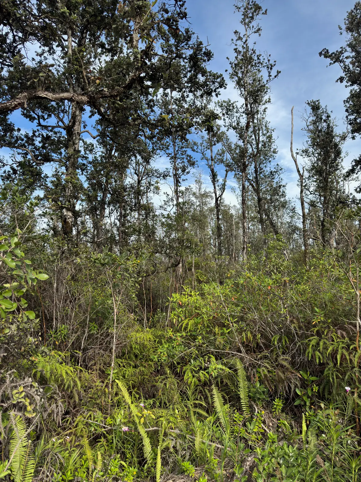 40th Ave, Kurtistown, HI 96760 - Image #1