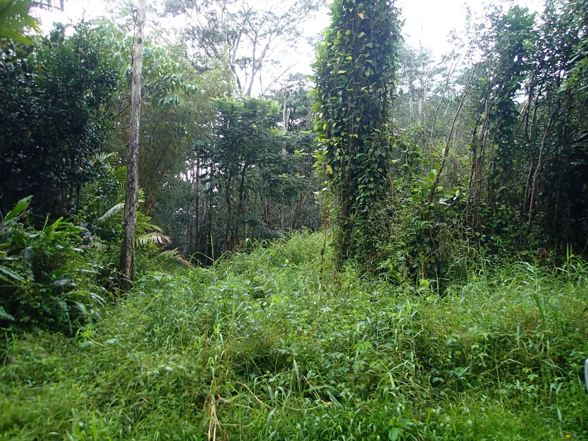Alii Rd, Pahoa, HI 96778 - Image #1