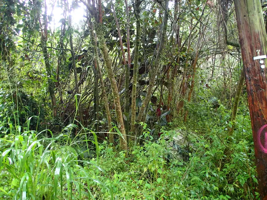 Alii Rd, Pahoa, HI 96778 - Image #3