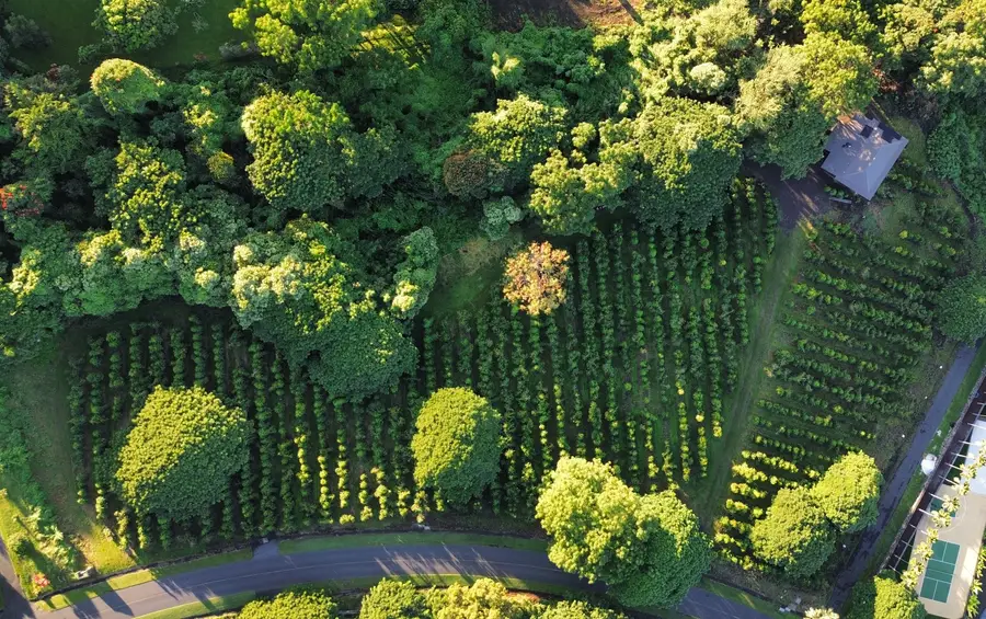 77-6301 Kaumalumalu Dr, Holualoa, HI 96725 - Image #3