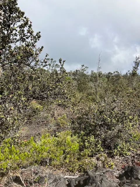 Anuenue Dr, Ocean View, HI 96737 - #3