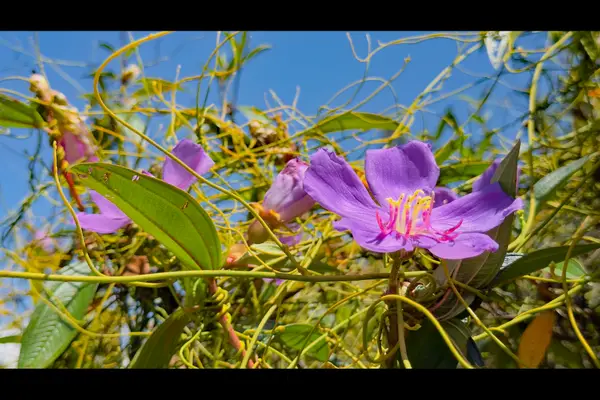 2nd Ave, Keaau, HI 96749