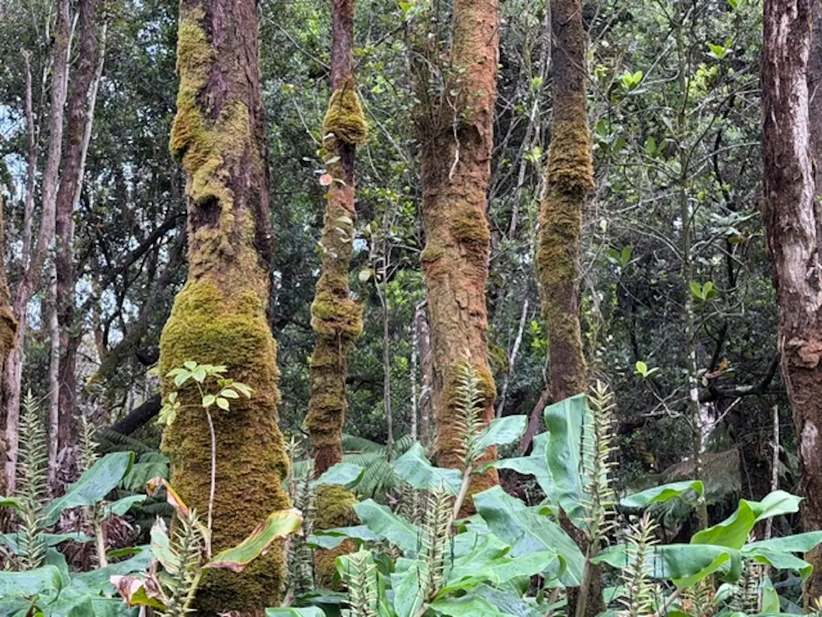 10th St, Volcano, HI 96785 - Image #1