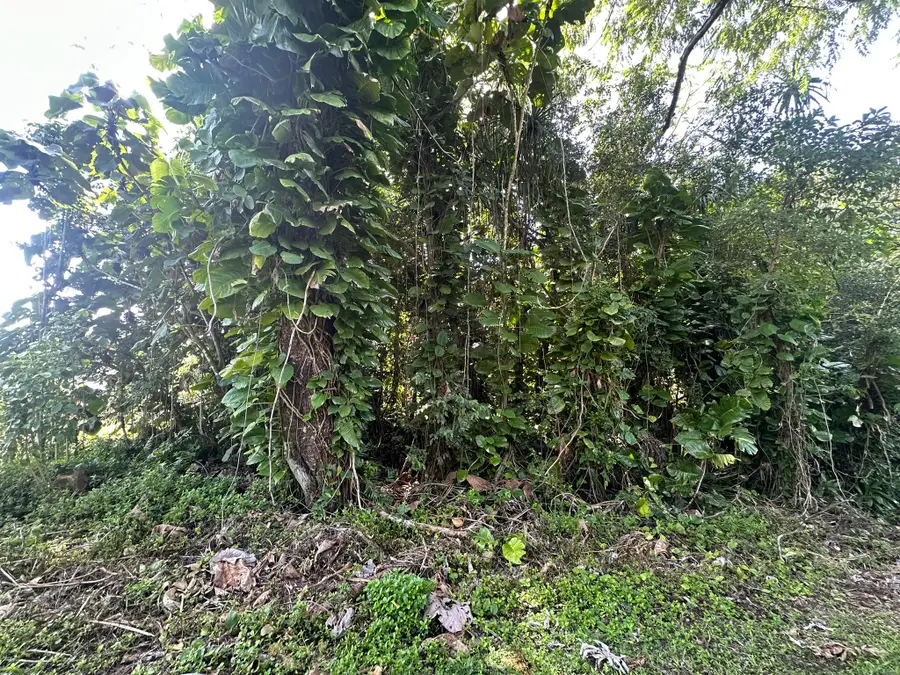 15-2716 Opelu St, Pahoa, HI 96778 - Image #3