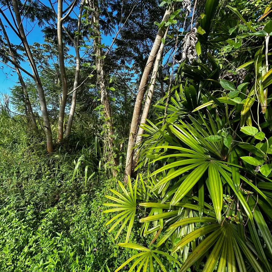 15-2777 Manini St, Pahoa, HI 96778 - Image #3