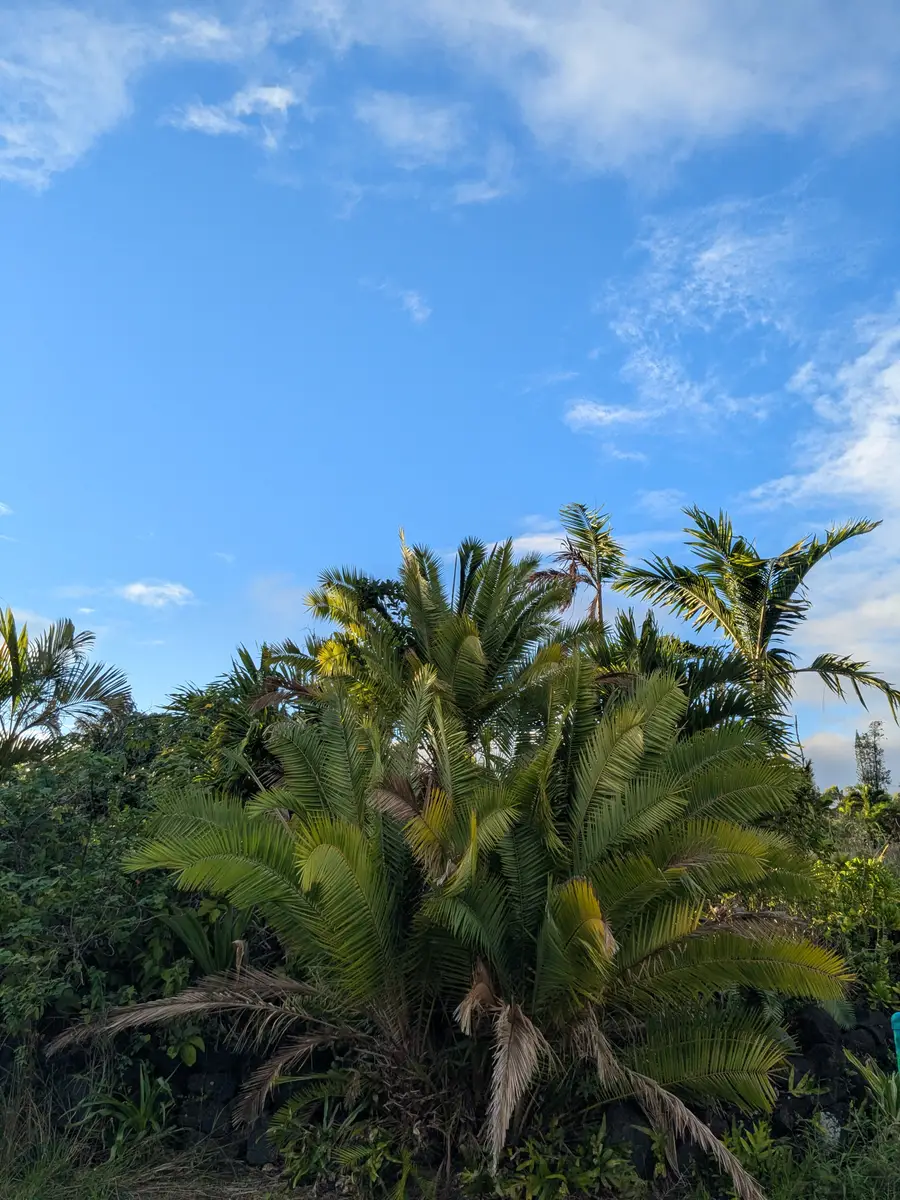 12-7136 Kalaunu St, Pahoa, HI 96778 - Image #2