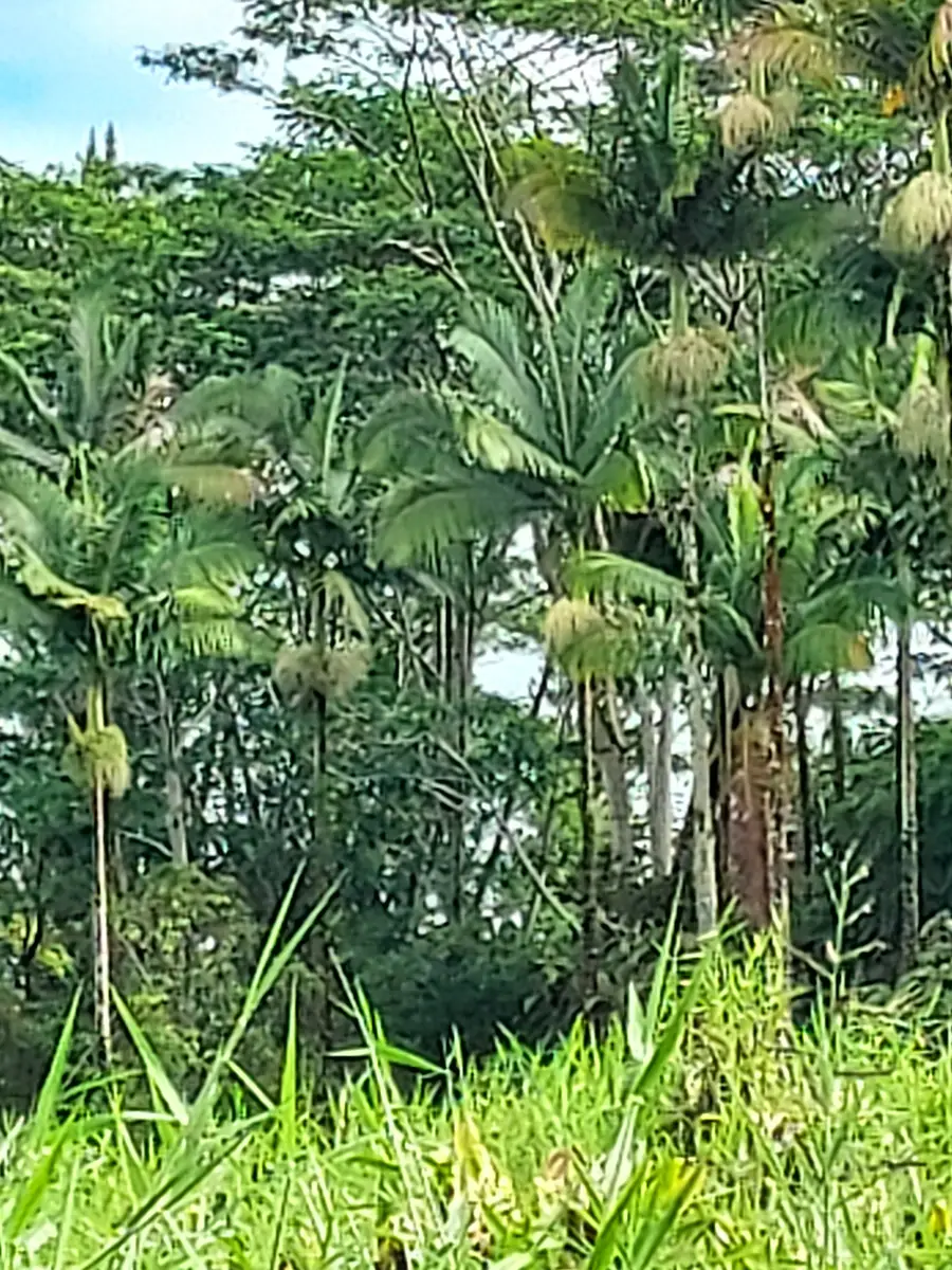 Ala Loop, Mountain View, HI 96771 - Image #3