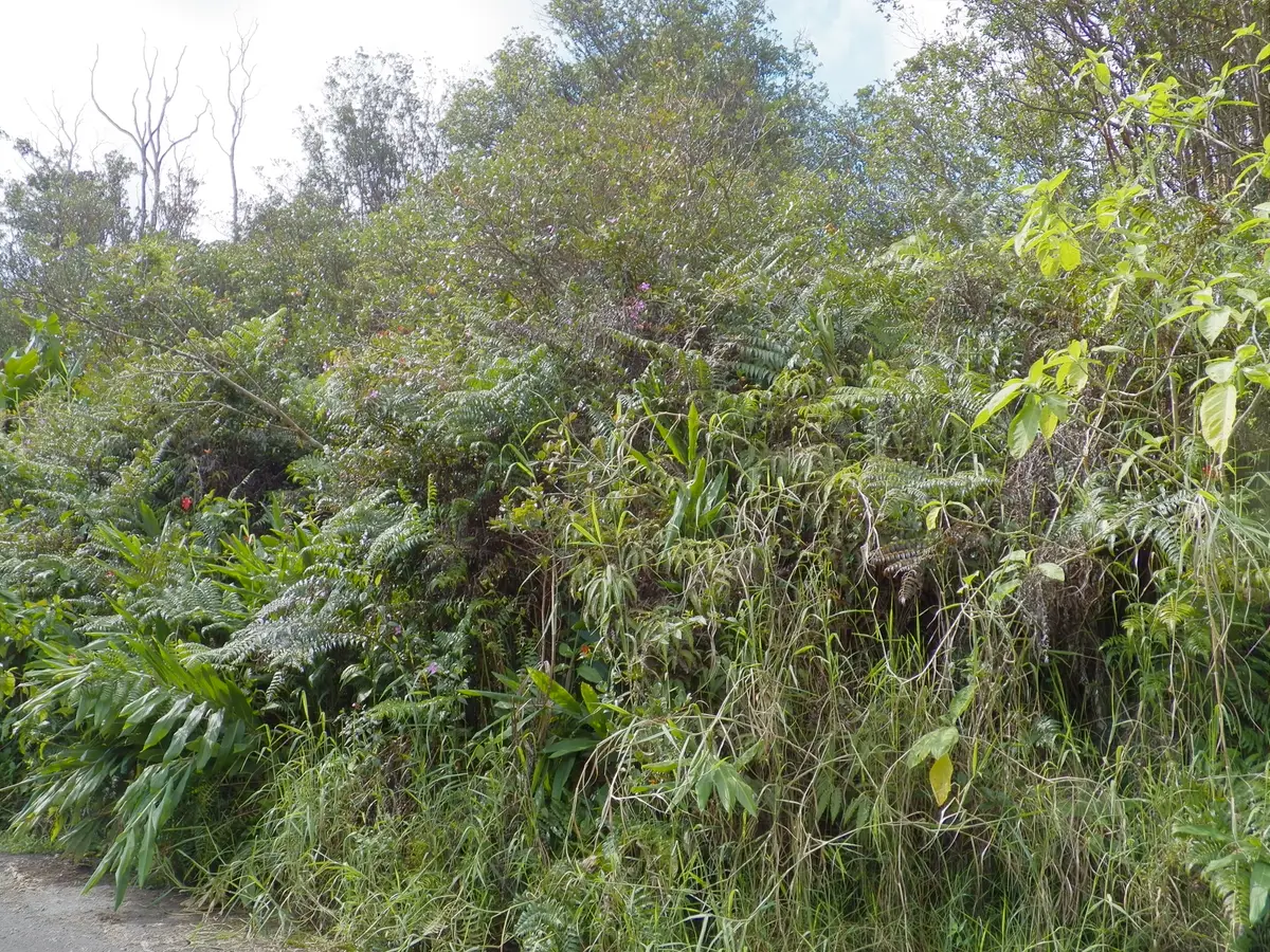 Hilohilo St, Volcano, HI 96785 - Image #1
